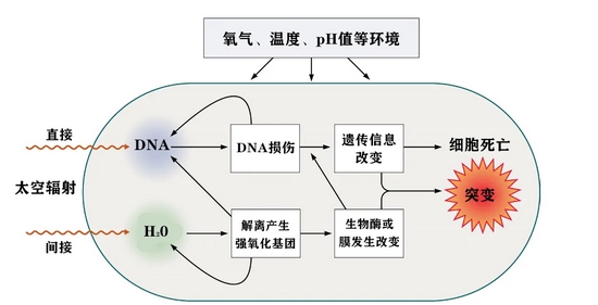 暴露于太空辐射微生物细胞内产生的变化 | 图源:Horneck G, et al。 2010。