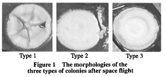 太空飞行后的不同形态的链霉菌 | 图源：Liang J， et al。 2007。